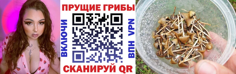 цены   Гатчина  Галлюциногенные грибы мицелий 