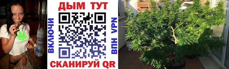 Шишки марихуана OG Kush где продают наркотики Гатчина
